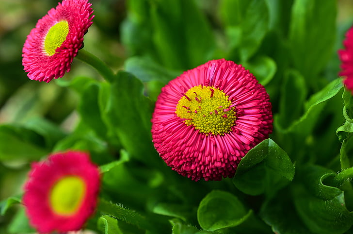 Daisy, cúc màu đỏ, Hoa, đầy màu sắc, vĩ mô, màu sắc, vật liệu composite