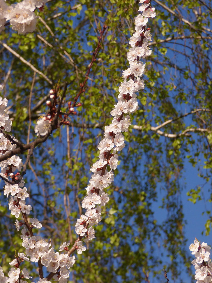 spring, april, branch