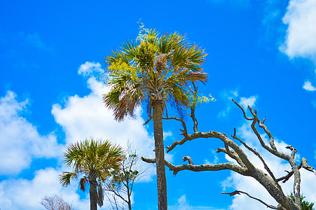 Folly beach, Sky, palmy, strom, Príroda, modrá, vonku