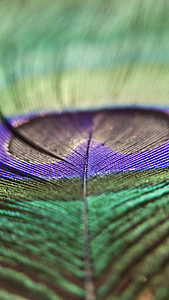 Peacock lông, con chim, sáng bóng, đầy màu sắc, Peacock, lông vũ, màu xanh lá cây