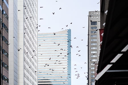 centro da cidade, aves, cidade, paisagem urbana, céu, edifício, América