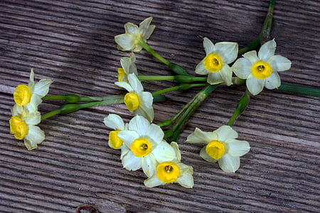Narcissen, bloemen, hout, achtergrond, Narcissus pseudonarcissus, NARCIS