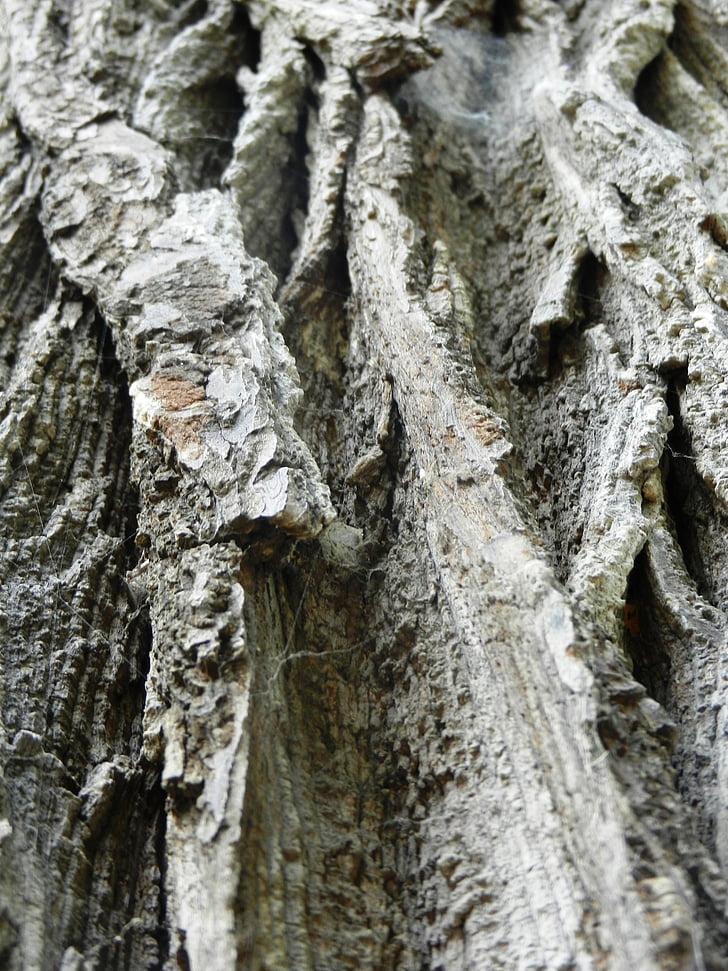 tree, konar, texture, trunk, nature, the bark, wood