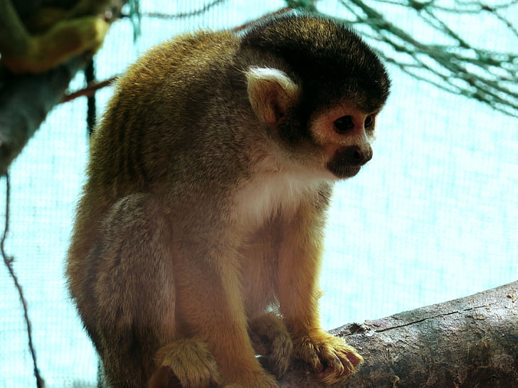 Zoo, egern abe, dyr, mono, eksotiske dyr, natur, fauna