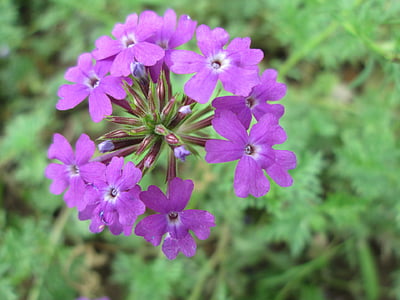 Park, kukka, Puutarha, kasvi, violetti