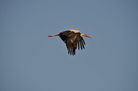 stork, sky, flight, ala, bird, wildlife, animal