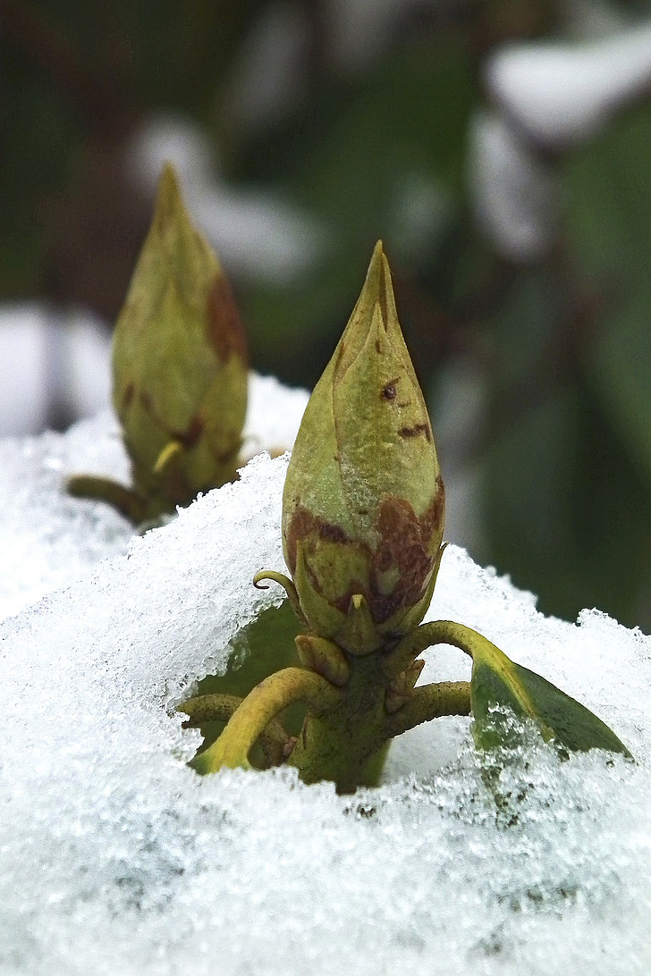 rhododendron, bud, plant, ice, snow