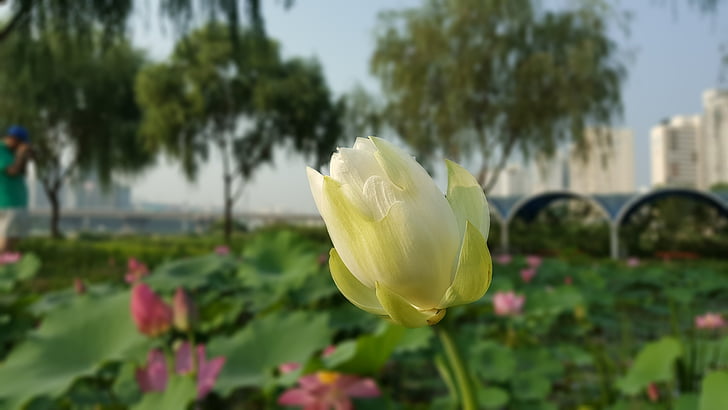 ziedi, puķe, Lotus, nelumbo nucifera, svēts lotus