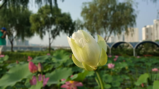 kvety, kvet, Lotus, Nelumbo nucifera, Posvätný lotos