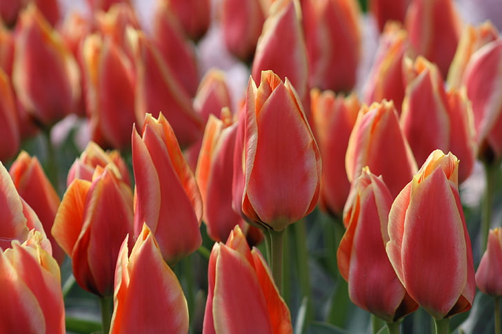 tulipes, flors, natura, primavera, planta, flor