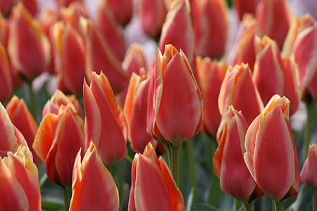 tulipani, cvetje, narave, pomlad, rastlin, cvet