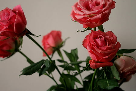 ดอกไม้, กุหลาบ, สีชมพู, ความรัก, โรแมนติก, ช่อดอกไม้, ดอก