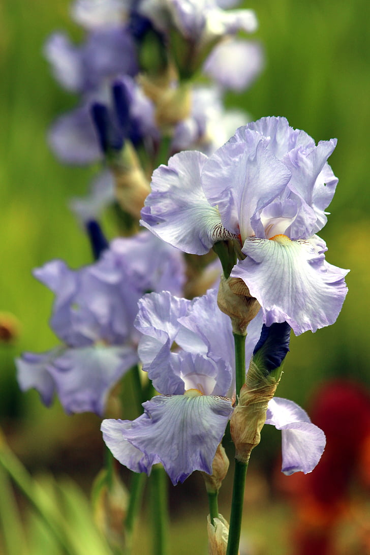 iridi blu, fiori, estate, giardino dell'Iris, fiori di estate, macro, natura