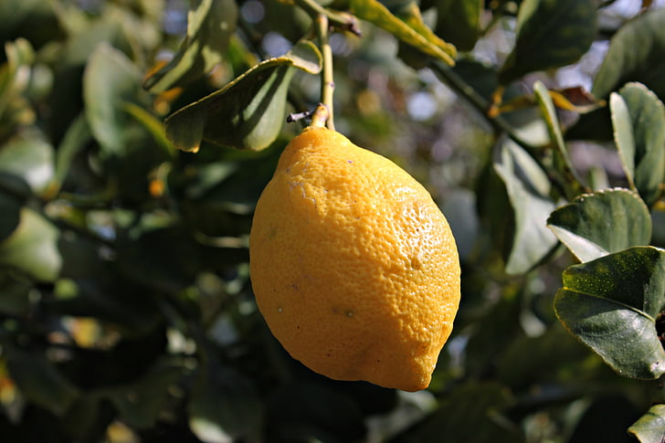 citrón, ovocie, citrónová šťava, žltá, Stredomorská, pole, kyslosť