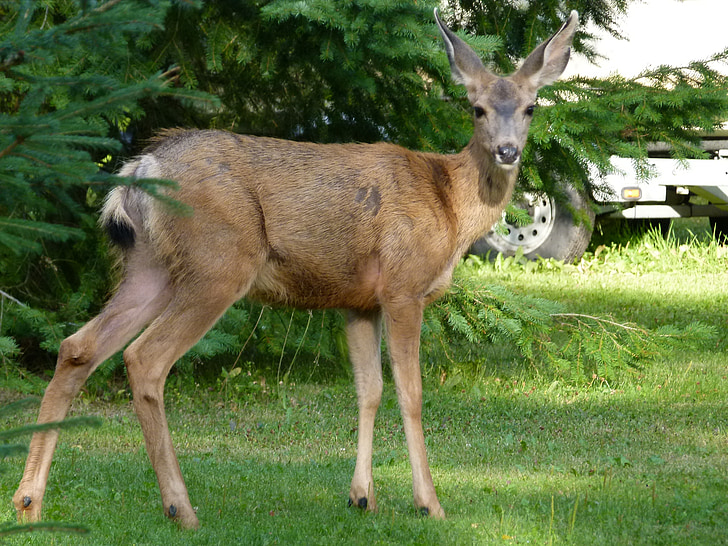deer, animals, mammal, watching, beware, attention, forest