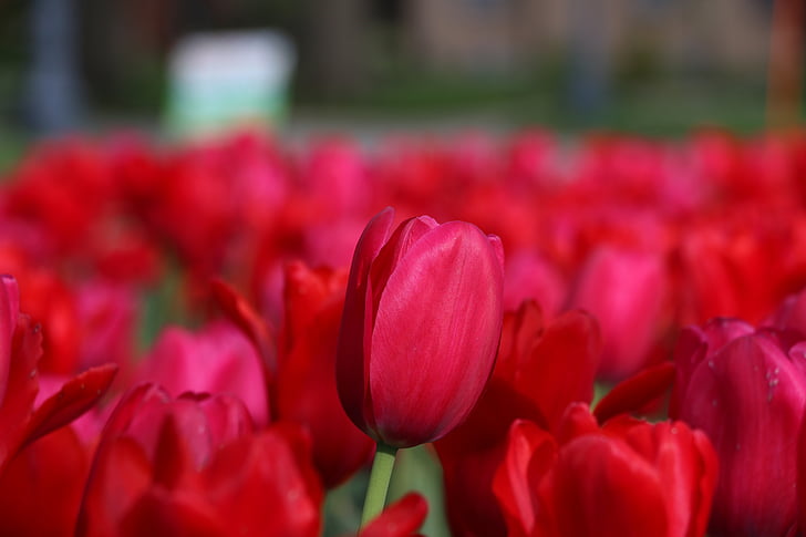 Tulipa, flor, vermell, llit de flors, delicat, natura, primavera