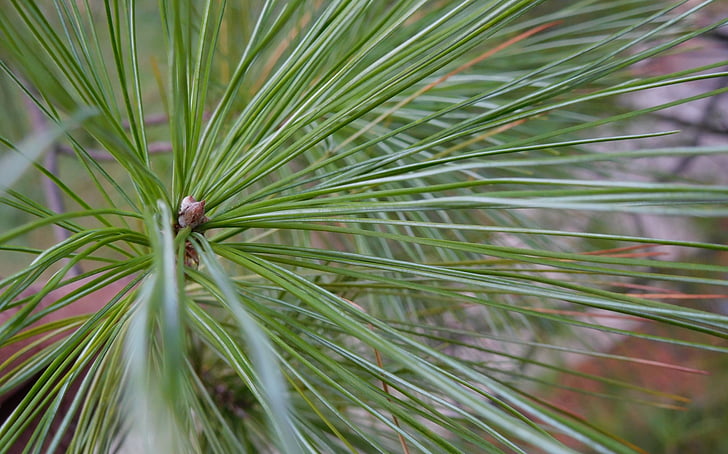 naaldboom, naald verlaat, Pine, boom, blad, naaldhout, Flora