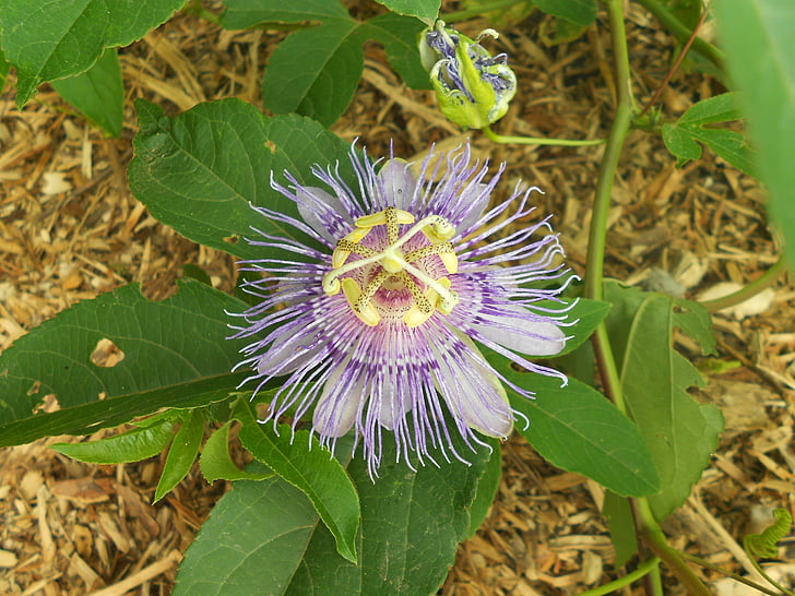 passionflower, flower, purple, close-up, stamen, leaf