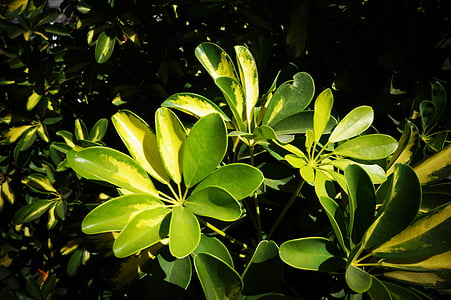 foglie, piante, natura, verde, El Salvador, foglia, pianta