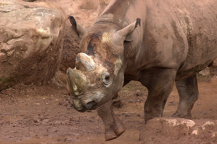 Rhino, Safari, Zoo