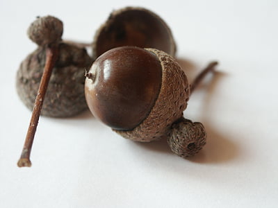 acorn, brown, autumn, nature, close-up, nut - Food, leaf
