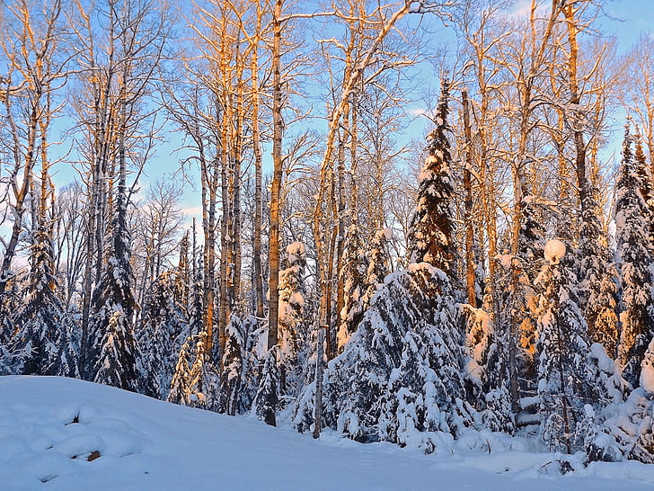 Inverno, neve, azul, nascer do sol, frio, floresta, árvores