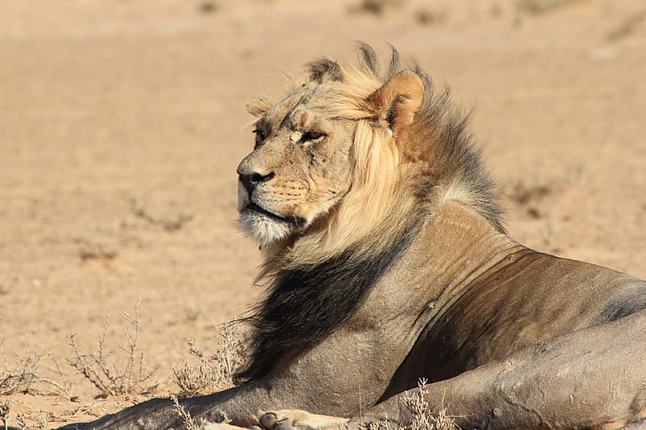 lion, africa, wild, wildlife, animal, male, safari