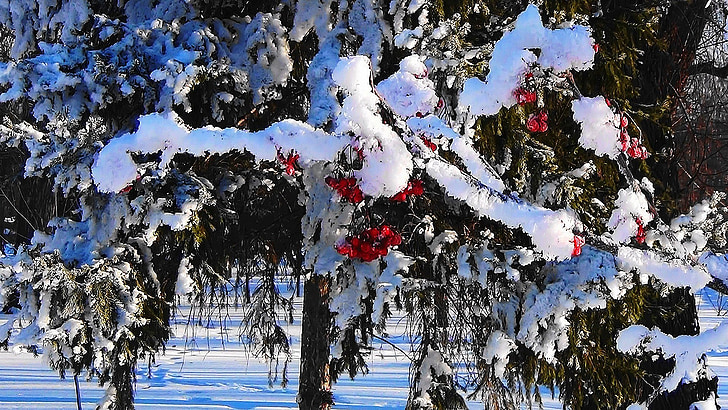 winter, rowan, forest, nature, snow, cluster, branch