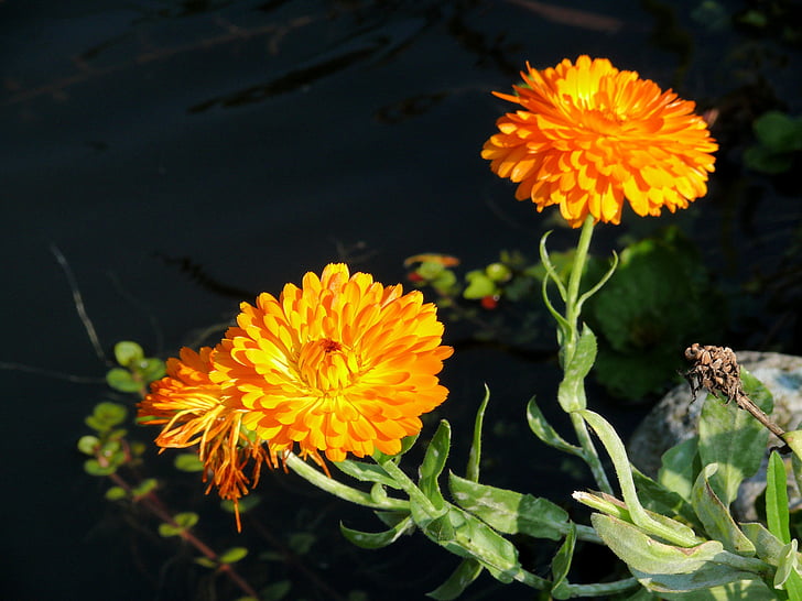 Ringelblume, Blume, Orange, Garten, Wasser