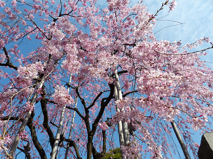 Sakura, lõbusat õis, taevas, kevadel, puu, roosa, loodus