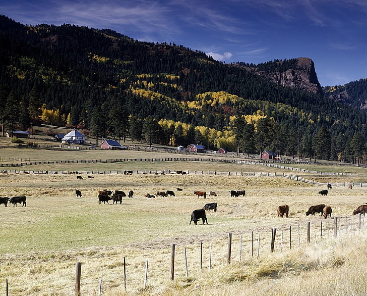 Ranch, hovädzí dobytok, pasenie, jesť, pasienky, ploty, poľnohospodárstvo
