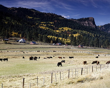 Ranch, kvæg, græsning, spise, græs, hegn, landbrug