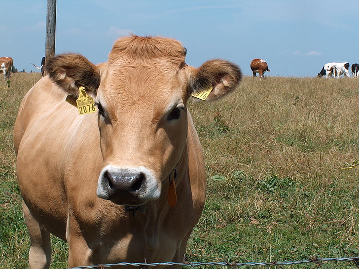 Корова, пастбище, управления жизненным циклом приложений