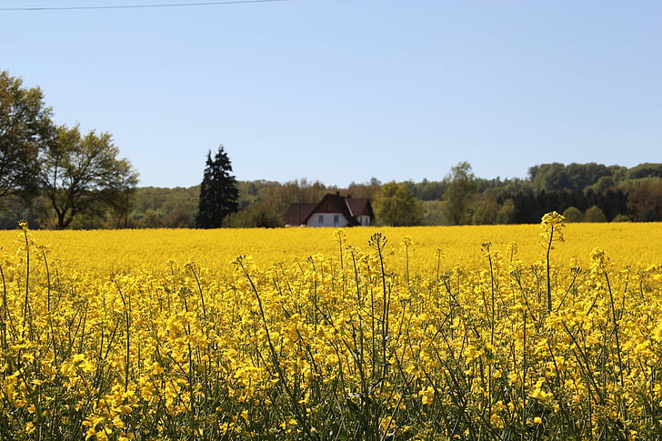 campo de colza, en la floración, granja, flor de violación, amarillo, primavera, brillante