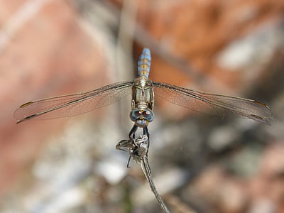 蜻蜓, 蓝蜻蜓, orthetrum cancellatum, 有翅膀的昆虫, 详细, 美