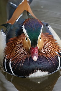 mandarin ducks, duck, water bird, swim, ornamental duck, male, beautiful