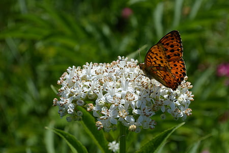 metulj, cvet, barvanje, Insecta (žuželke), beli cvet, vrt, travnik