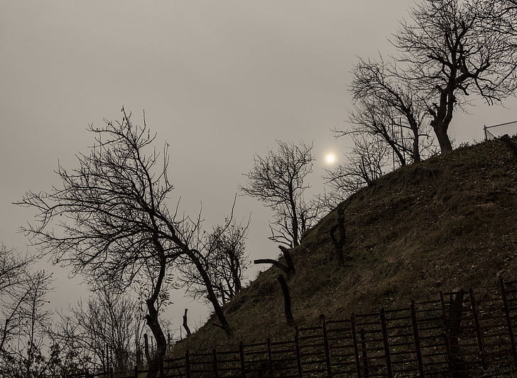 autumn, bare, fence, hill, horror, scary, trees