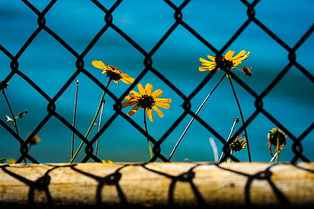 sunflower, chain, link, fence, flower, garden, plant