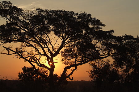 Afrika, naplemente, természet, Sky, nap, sziluettjét, meleg
