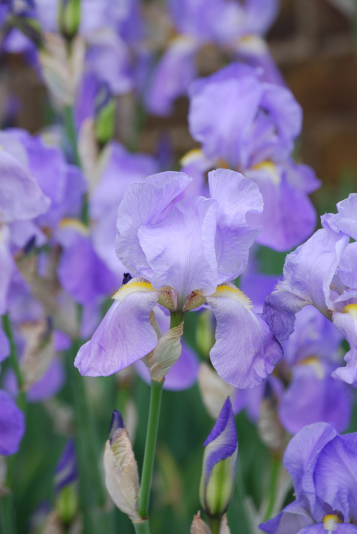 Iris, tanaman, bunga, musim panas, mekar, Taman, bunga