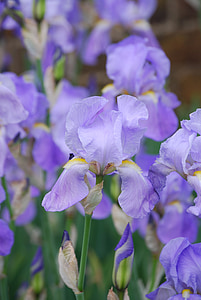 Iris, biljka, cvijet, ljeto, cvatu, vrt, cvijeće
