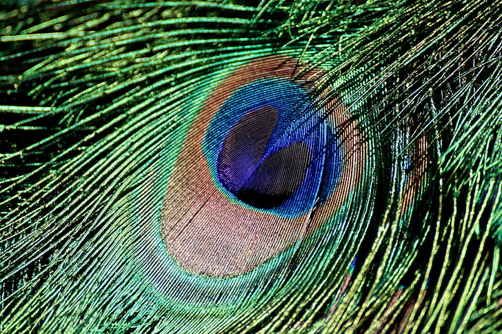 peacock feather, iridescent, bird, feather, peacock, blue, color