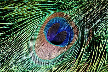 ploma de paó, Irisada, ocell, ploma, paó, blau, color