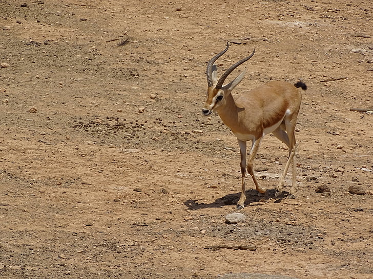gazelle, dyr, vilde dyr, Afrika