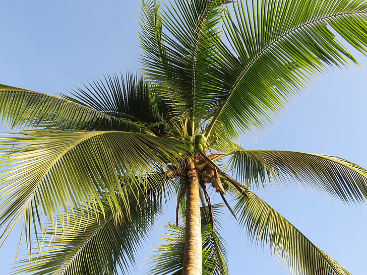 Palma, cielo azul, parcialmente nublado, vacaciones, verano, Caribe