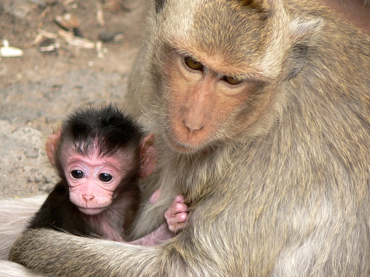 Thailand, Lampang, aap, moederschap, Echte meerkatten