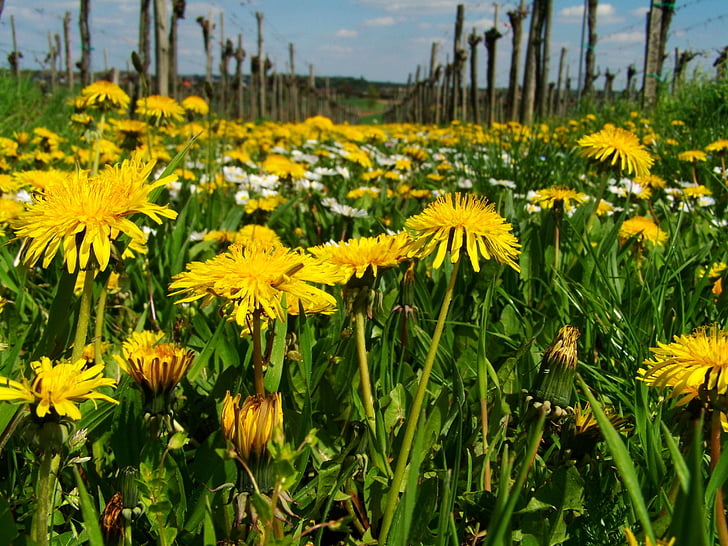 župan Pampeliška, žlutý wildflower, dětské láncfű