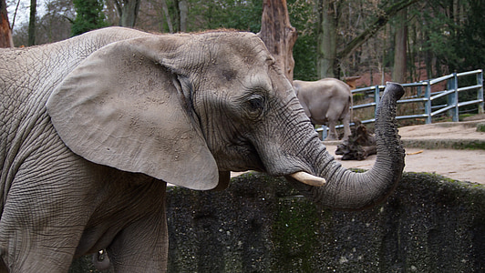 slon, Zoološki vrt, Wuppertal, plivati, LED