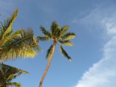棕榈, 夏威夷, 树, 有机, 农业, 树干, 叶子